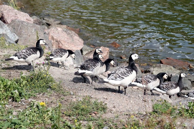 Branta leucopsis