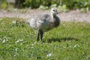 Branta leucopsis