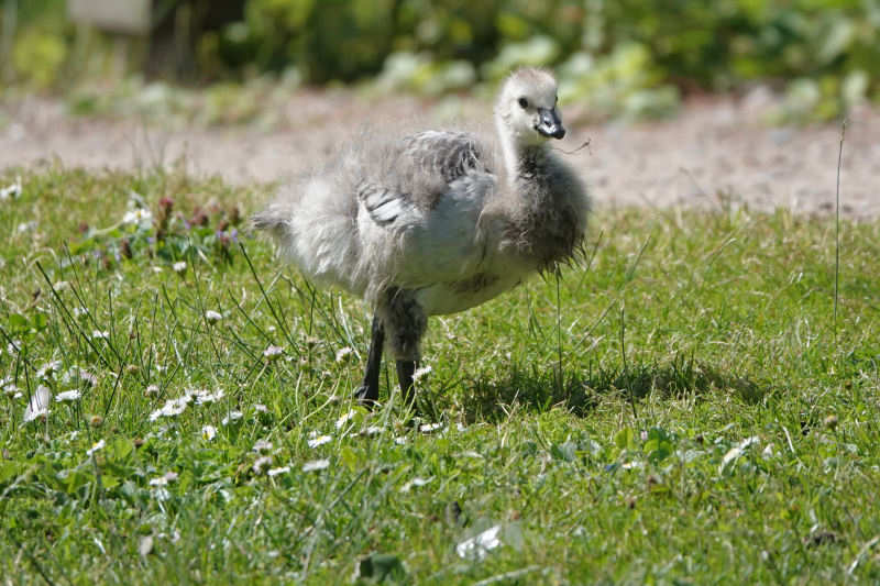 Junge Weißwangengans Branta leucopsis-3