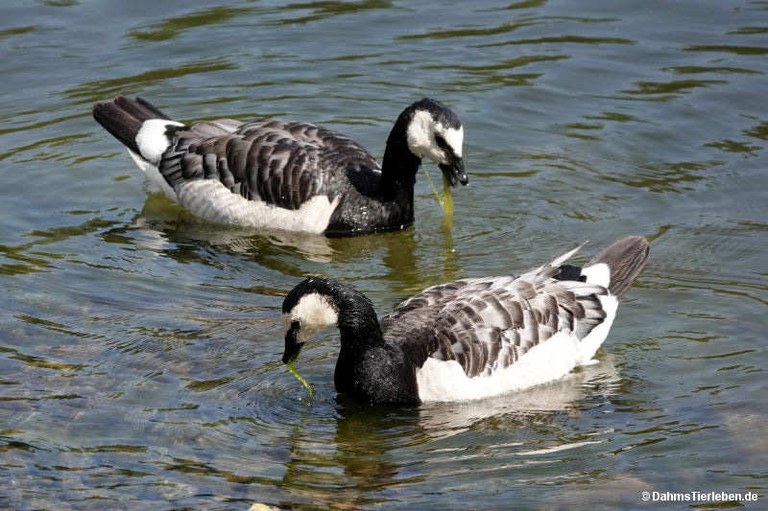 Branta leucopsis