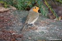 Erithacus rubecula rubecula