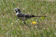 Bachstelze (Motacilla alba alba) im Forstbotanischen Garten, Köln-Rodenkirchen