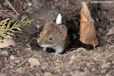 Rötelmaus (Myodes glareolus) im Forstbotanischen Garten, Köln-Rodenkirchen