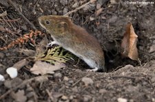 Rötelmaus (Myodes glareolus) im Forstbotanischen Garten, Köln-Rodenkirchen