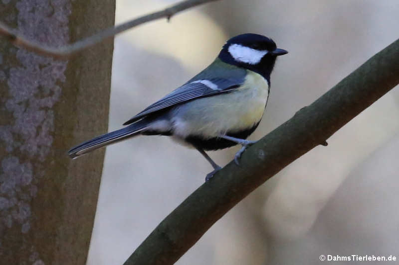 Parus major