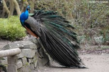 Blauer Pfau (Pavo cristatus) im Forstbotanischen Garten, Köln-Rodenkirchen