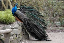 Blauer Pfau (Pavo cristatus) im Forstbotanischen Garten in Köln-Rodenkirchen