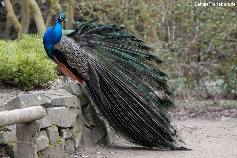 Pavo cristatus