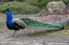 Blauer Pfau (Pavo cristatus) im Forstbotanischen Garten in Köln-Rodenkirchen