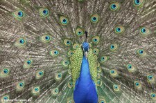 Blauer Pfau (Pavo cristatus) im Forstbotanischen Garten in Köln-Rodenkirchen