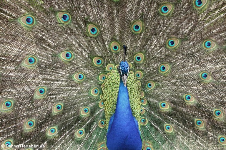 Pavo cristatus