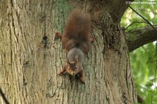 Eichhörnchen (Sciurus vulgaris fuscoater) im Köln-Rodenkirchen (Forstbotanischer Garten)