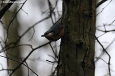 Kleiber (Sitta europaea caesia) im Forstbotanischen Garten, Köln-Rodenkirchen