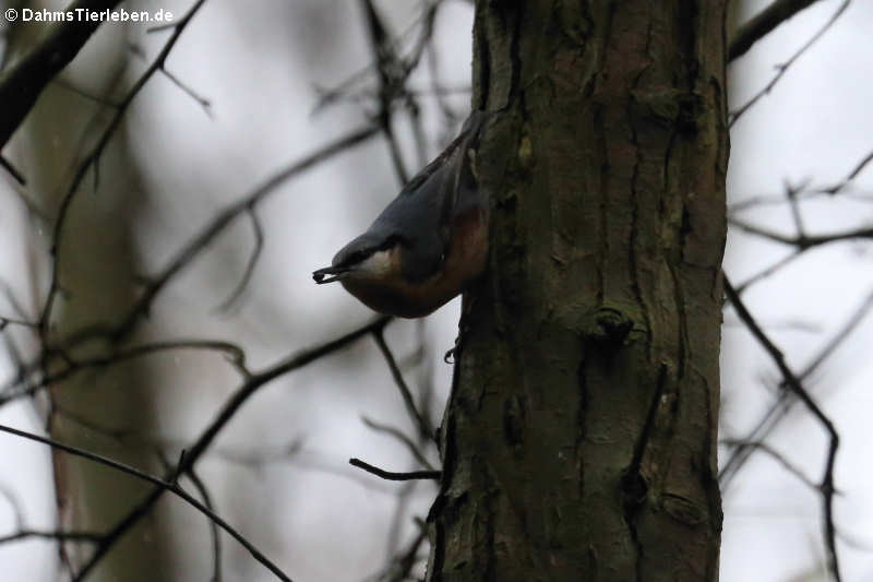 Sitta europaea caesia