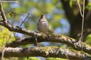 Turdus philomelos