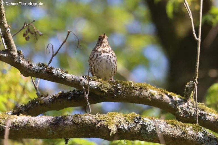 Turdus philomelos