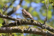 Singdrossel (Turdus philomelos) im im Forstbotanischen Garten, Köln-Rodenkirchen