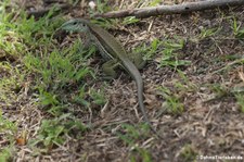 Grüne Ameive (Ameiva ameiva) auf Grenada