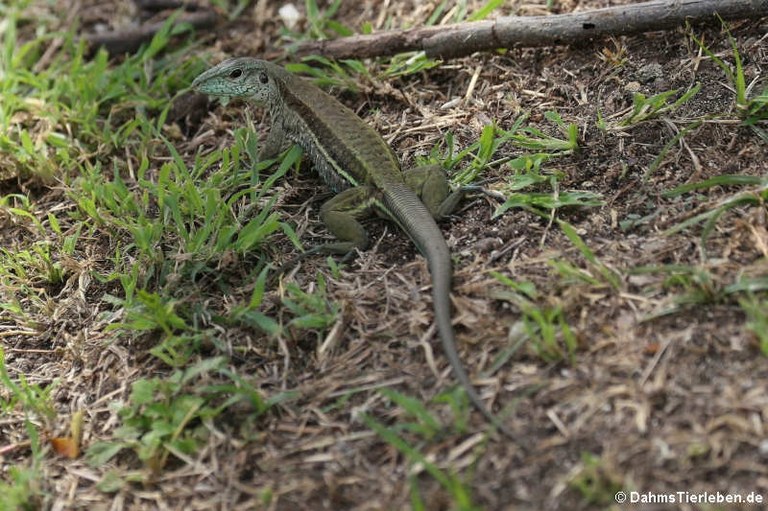 Ameiva ameiva