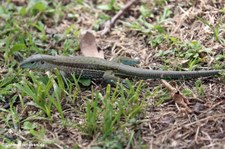 Grüne Ameive (Ameiva ameiva) auf Grenada