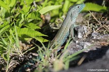 Grüne Ameive (Ameiva ameiva) auf Grenada