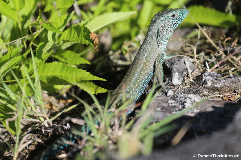 Grüne Ameive (Ameiva ameiva)