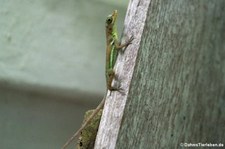 Grenada-Baumanolis (Anolis richardii) auf Grenada