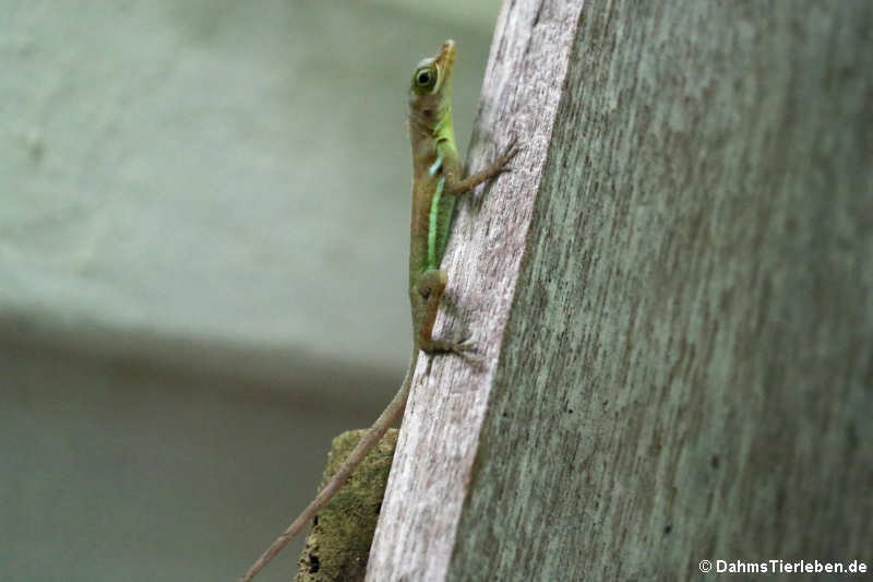 Grenada-Baumanolis (Anolis richardii)