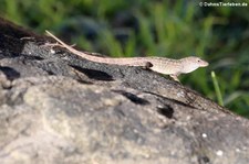 Brauner Anolis (Anolis sagrei) auf Grenada