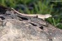 Anolis sagrei