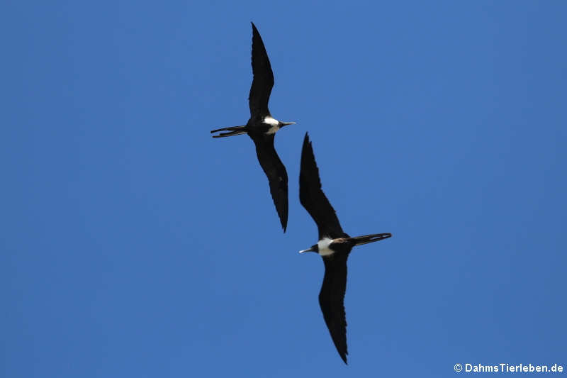 Prachtfregattvögel (Fregata magnificens)