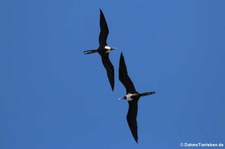 Prachtfregattvogel (Fregata magnificens) auf Grenada