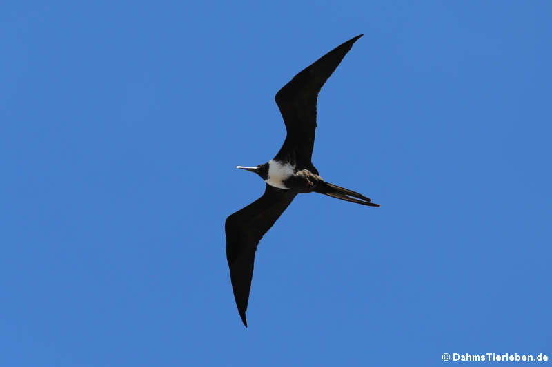 Prachtfregattvogel (Fregata magnificens)