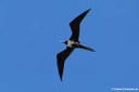 Fregata magnificens