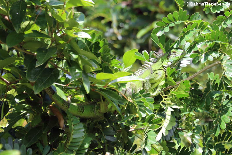 Grüner Leguan (Iguana iguana)