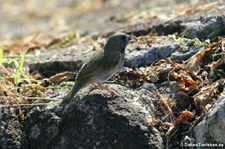 Melanospiza bicolor omissa (Jamaikagimpeltangare) auf Grenada