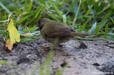 Melanospiza bicolor omissa (Jamaikagimpeltangare) auf Grenada