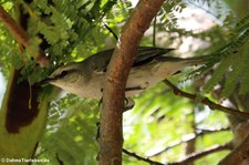 Tropenspottdrossel (Mimus gilvus antillarum) auf Grenada