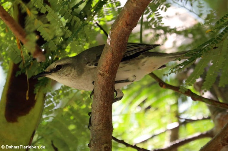 Mimus gilvus antillarum