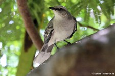 Tropenspottdrossel (Mimus gilvus antillarum) auf Grenada