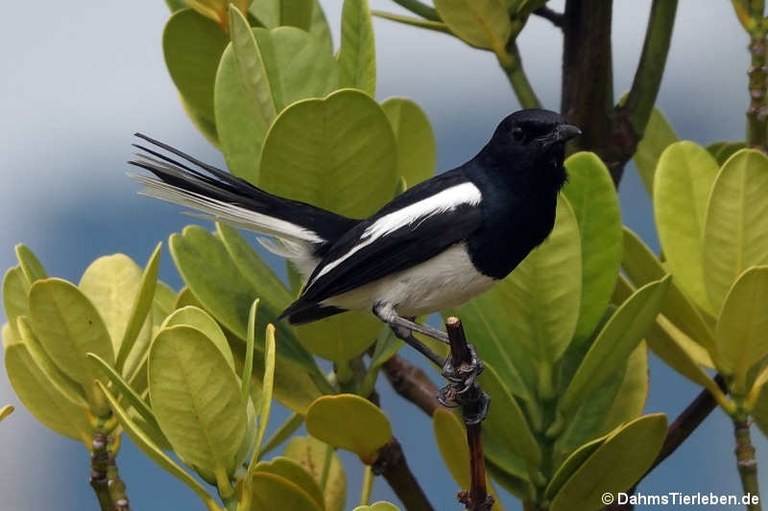 Copsychus saularis