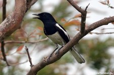 Copsychus saularis-4