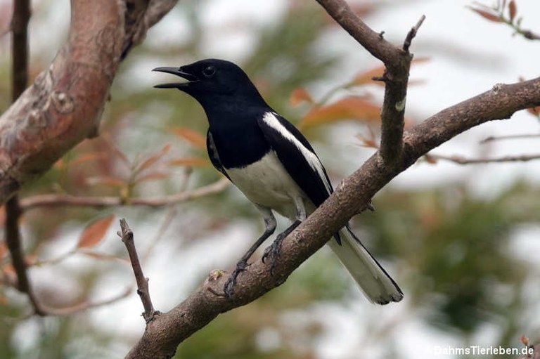 Copsychus saularis