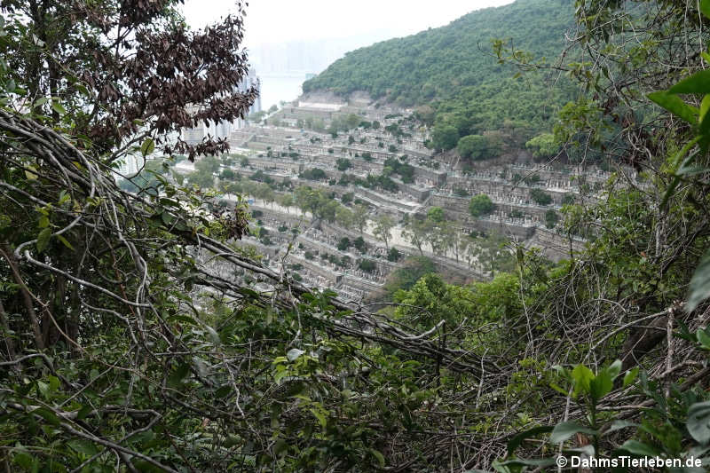 Cape Collinson Chinese Permanent Cemetery