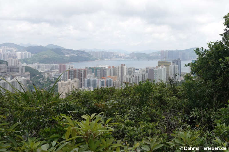 Chai Wan