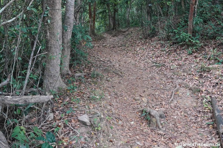 Dragon’s Back-Wanderweg