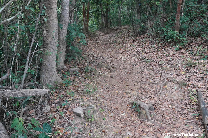 Dragon’s Back-Wanderweg