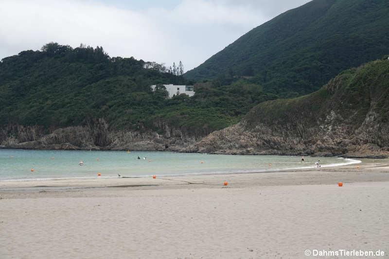 Big Wave Bay Beach