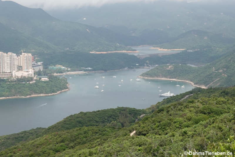 Tai Tam Tuk Reservoir