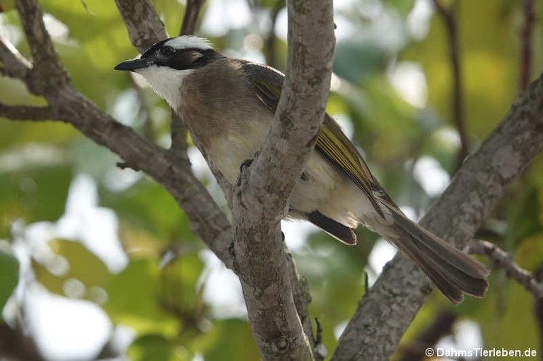 Pycnonotus sinensis